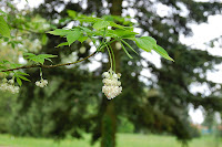 2014 április 26 Kámoni arborétum Staphylea pinnata Hólyagmogyoró (1).jpg